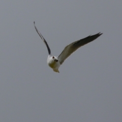 Elanus axillaris (Black-shouldered Kite) at Symonston, ACT - 23 Mar 2024 by RodDeb