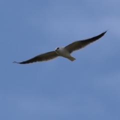 Elanus axillaris at Symonston, ACT - 23 Mar 2024