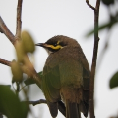 Caligavis chrysops (Yellow-faced Honeyeater) at Murrumbateman, NSW - 23 Mar 2024 by SimoneC