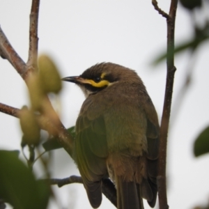 Caligavis chrysops at Murrumbateman, NSW - 23 Mar 2024 05:55 PM