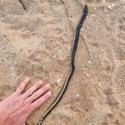 Hydrophis platurus (Yellow-bellied Sea Snake) at Tathra, NSW - 23 Mar 2024 by MattYoung