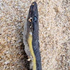 Hydrophis platurus at Tathra, NSW - 23 Mar 2024