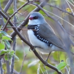 Stagonopleura guttata (Diamond Firetail) at Burrinjuck, NSW - 23 Mar 2024 by sduus