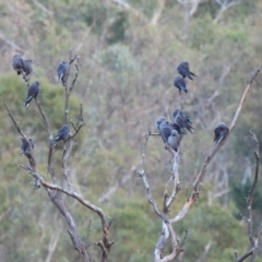 Artamus cyanopterus (Dusky Woodswallow) at Burrinjuck, NSW - 22 Mar 2024 by SonyaDuus