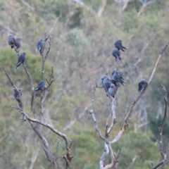 Artamus cyanopterus cyanopterus (Dusky Woodswallow) at Burrinjuck, NSW - 22 Mar 2024 by SonyaDuus