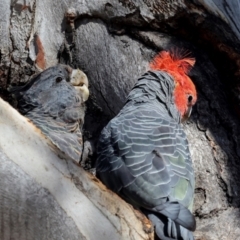 Callocephalon fimbriatum (Gang-gang Cockatoo) at Lyons, ACT - 22 Mar 2024 by AlisonMilton