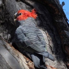 Callocephalon fimbriatum at Lyons, ACT - suppressed