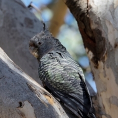 Callocephalon fimbriatum at Lyons, ACT - suppressed