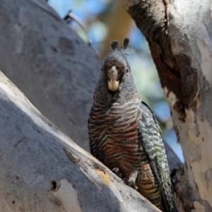 Callocephalon fimbriatum at Lyons, ACT - suppressed