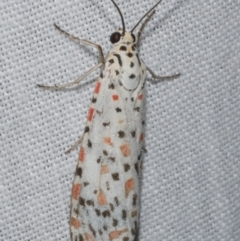 Utetheisa pulchelloides (Heliotrope Moth) at Freshwater Creek, VIC - 11 Feb 2024 by WendyEM