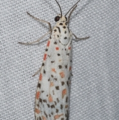 Utetheisa pulchelloides (Heliotrope Moth) at Freshwater Creek, VIC - 12 Feb 2024 by WendyEM