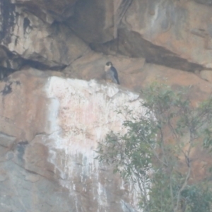 Falco peregrinus at Burrinjuck, NSW - 17 Mar 2024