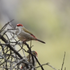 Neochmia temporalis (Red-browed Finch) at Burrinjuck, NSW - 23 Mar 2024 by sduus