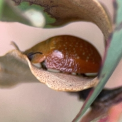 Paropsisterna sp. (genus) (A leaf beetle) at Casey, ACT - 23 Mar 2024 by Hejor1