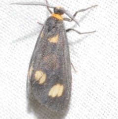 Asura cervicalis (Spotted Lichen Moth) at Freshwater Creek, VIC - 12 Feb 2024 by WendyEM