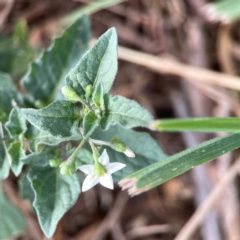 Solanum nigrum at Casey, ACT - 23 Mar 2024
