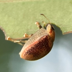 Paropsisterna laesa (Laesa leaf beetle) at Casey, ACT - 23 Mar 2024 by Hejor1