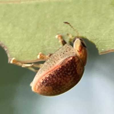 Paropsisterna laesa species complex (Laesa leaf beetle) at Casey, ACT - 23 Mar 2024 by Hejor1