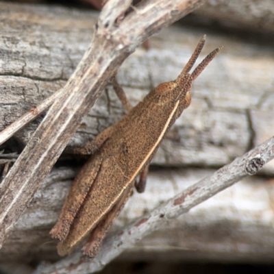 Unidentified Grasshopper (several families) at Casey, ACT - 23 Mar 2024 by Hejor1