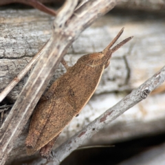 Goniaea opomaloides at Casey, ACT - 23 Mar 2024 04:22 PM