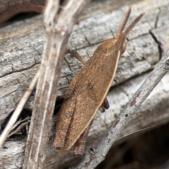 Goniaea opomaloides at Casey, ACT - 23 Mar 2024 04:22 PM