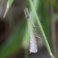 Culladia cuneiferellus at Casey, ACT - 23 Mar 2024