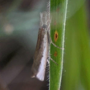 Culladia cuneiferellus at Casey, ACT - 23 Mar 2024