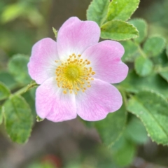 Rosa rubiginosa (Sweet Briar, Eglantine) at Casey, ACT - 23 Mar 2024 by Hejor1