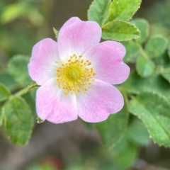 Rosa rubiginosa (Sweet Briar, Eglantine) at Casey, ACT - 23 Mar 2024 by Hejor1