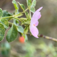 Rosa rubiginosa at Casey, ACT - 23 Mar 2024 04:01 PM