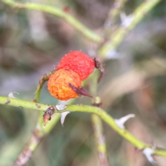 Rosa rubiginosa at Casey, ACT - 23 Mar 2024 04:01 PM