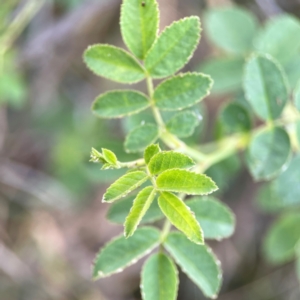 Rosa rubiginosa at Casey, ACT - 23 Mar 2024 04:01 PM