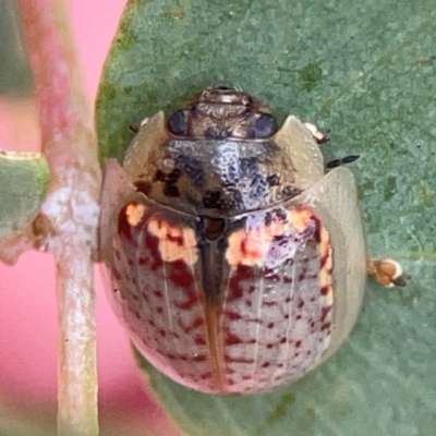 Paropsisterna m-fuscum (Eucalyptus Leaf Beetle) at Casey, ACT - 23 Mar 2024 by Hejor1