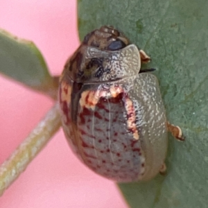 Paropsisterna m-fuscum at Casey, ACT - 23 Mar 2024 03:56 PM