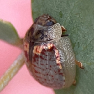 Paropsisterna m-fuscum at Casey, ACT - 23 Mar 2024 03:56 PM