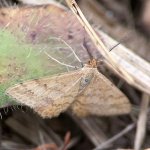 Scopula rubraria at Casey, ACT - 23 Mar 2024