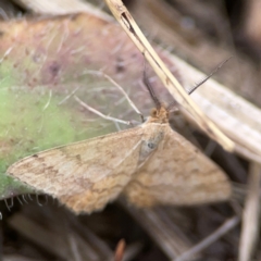 Scopula rubraria at Casey, ACT - 23 Mar 2024 03:51 PM