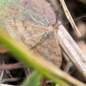 Scopula rubraria at Casey, ACT - 23 Mar 2024