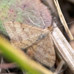 Scopula rubraria at Casey, ACT - 23 Mar 2024