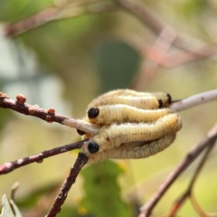 Pergidae sp. (family) (Unidentified Sawfly) at Casey, ACT - 23 Mar 2024 by Hejor1