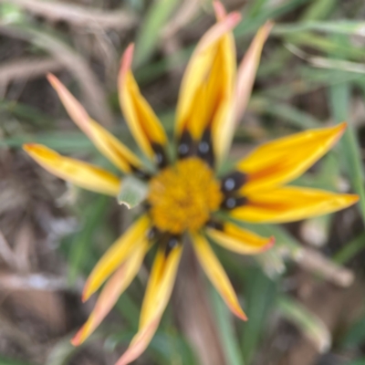 Gazania x splendens (Gazania) at Casey, ACT - 23 Mar 2024 by Hejor1