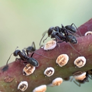 Iridomyrmex sp. (genus) at Casey, ACT - 23 Mar 2024