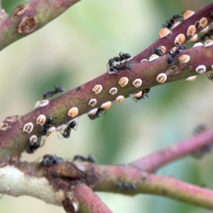 Melanococcus albizziae at Casey, ACT - 23 Mar 2024