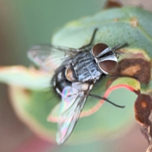 Exorista sp. (genus) at Casey, ACT - 23 Mar 2024