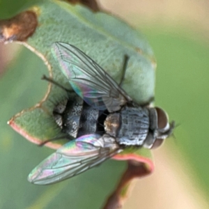 Exorista sp. (genus) at Casey, ACT - 23 Mar 2024