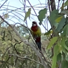 Platycercus eximius (Eastern Rosella) at Casey, ACT - 23 Mar 2024 by Hejor1