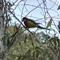 Platycercus eximius at Casey, ACT - 23 Mar 2024