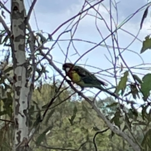 Platycercus eximius at Casey, ACT - 23 Mar 2024