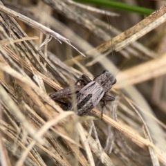 Bobilla sp. (genus) (A Small field cricket) at Casey, ACT - 23 Mar 2024 by Hejor1