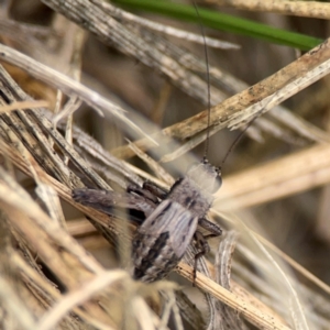 Bobilla sp. (genus) at Casey, ACT - 23 Mar 2024